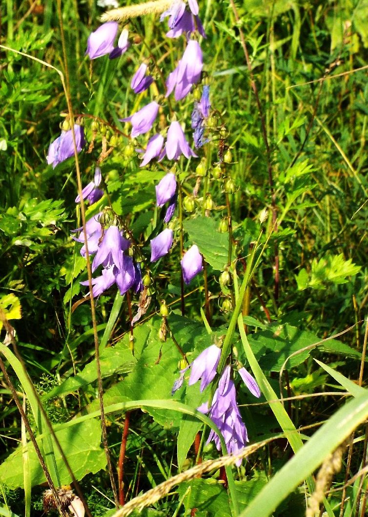 Campanula rapunculoides / Campanula serpeggiante